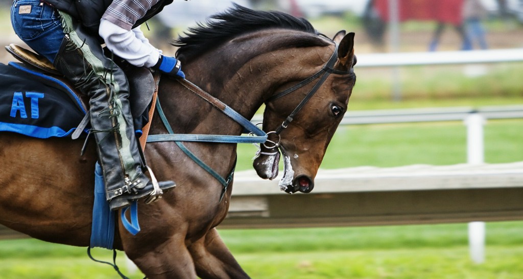 racehorse-419742_1920