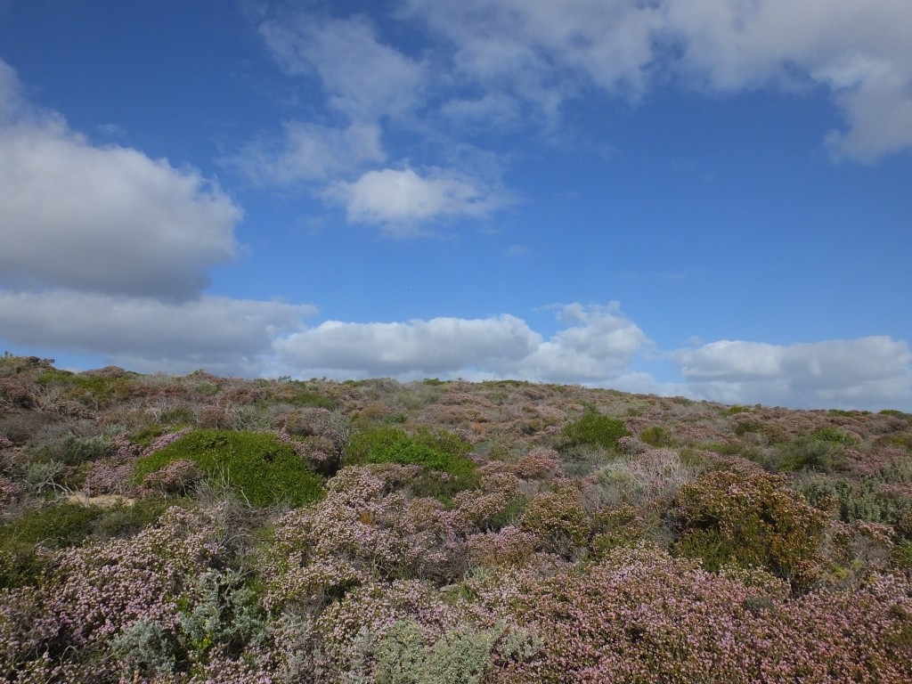 DSCF6169