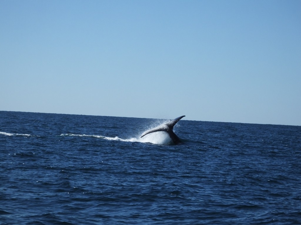 DSCF6756
