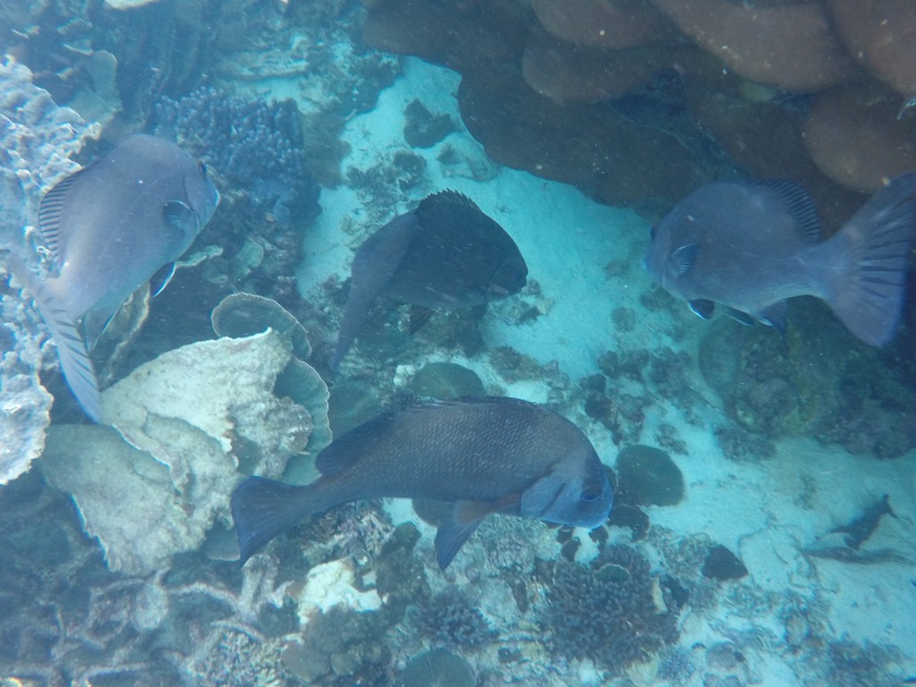 DCIM102GOPROGOPR3662.