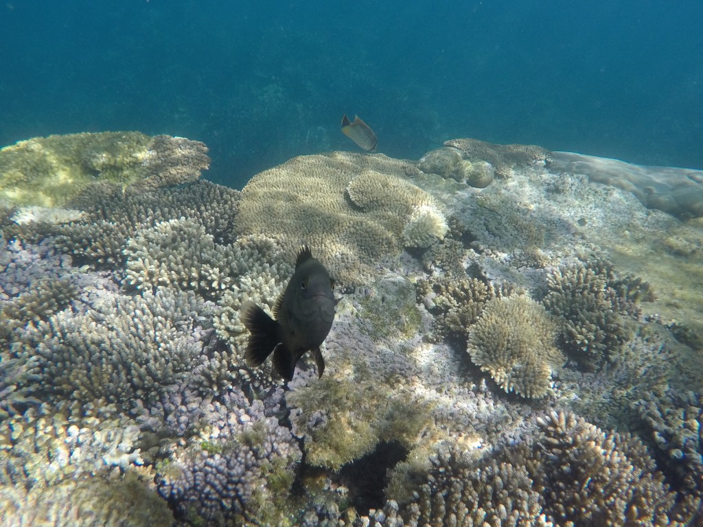 DCIM102GOPROGOPR3671.