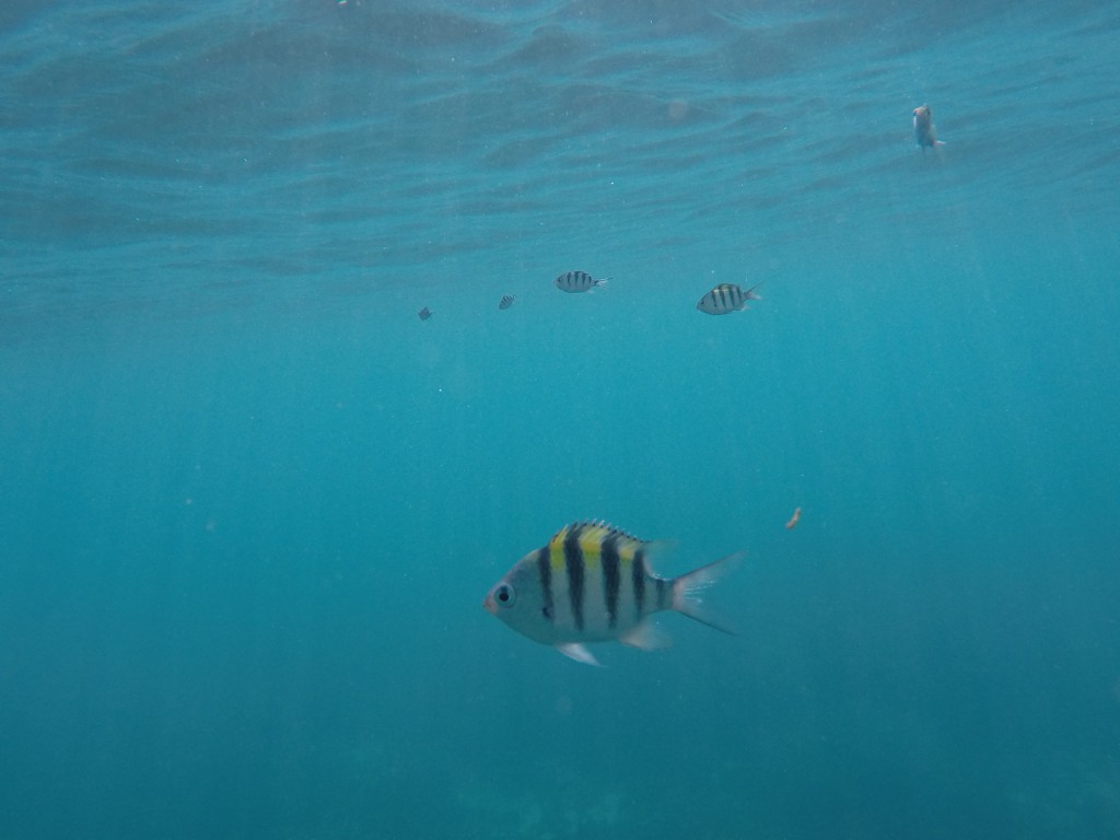 DCIM102GOPROGOPR3708.