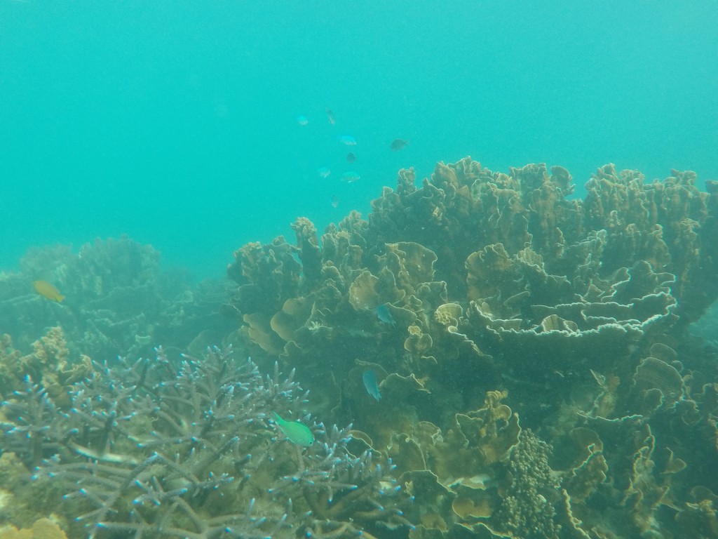 DCIM102GOPROGOPR3720.