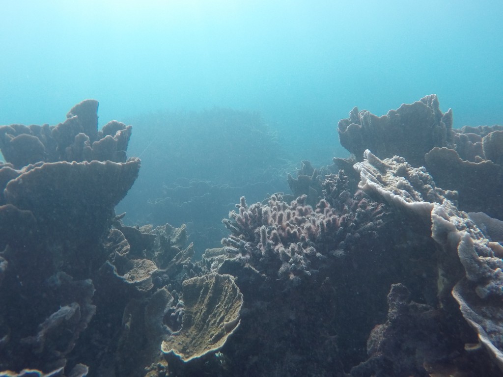 DCIM102GOPROGOPR3740.