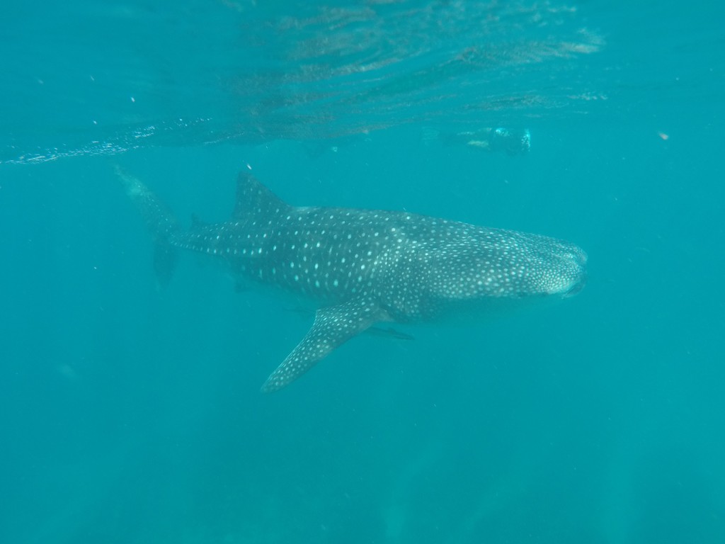 DCIM100GOPROGOPR3863.