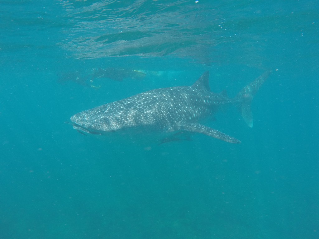 DCIM100GOPROGOPR3891.