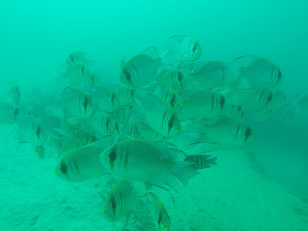 DCIM100GOPROGOPR4034.