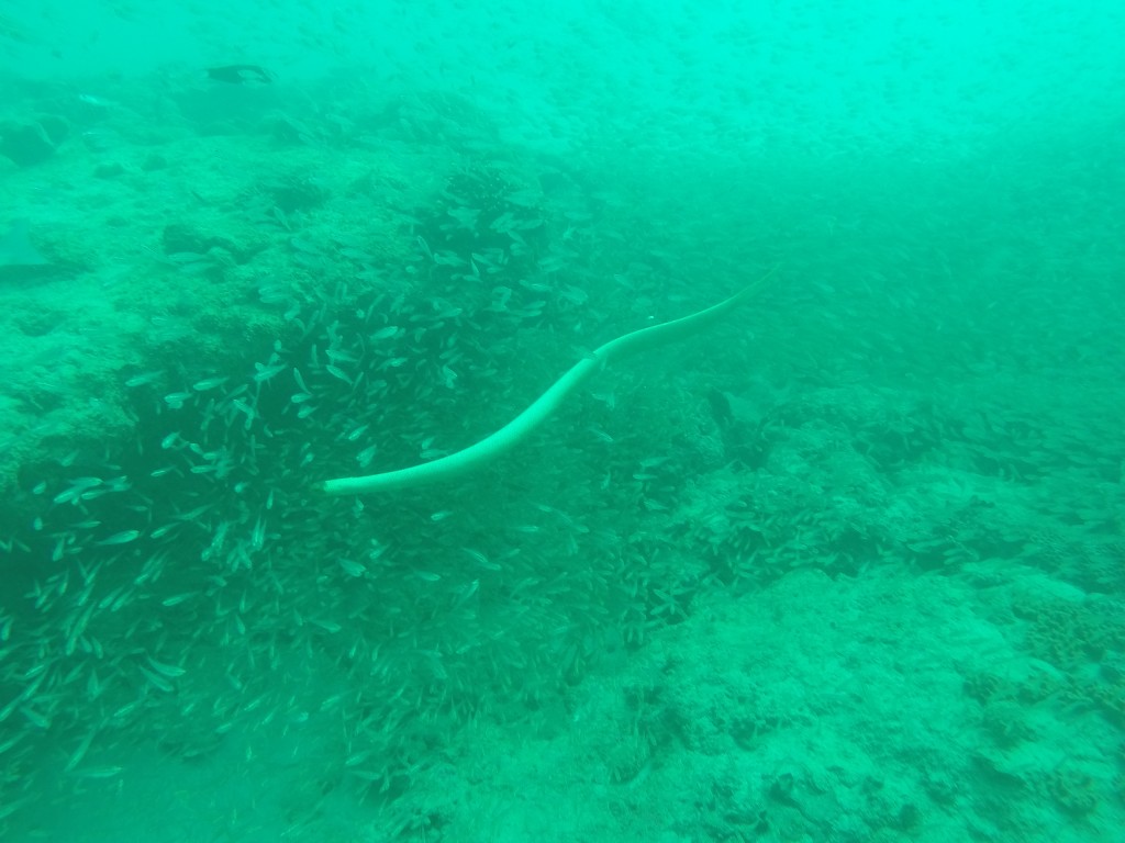 DCIM100GOPROGOPR4037.