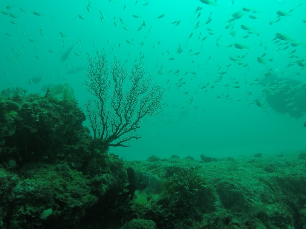 DCIM100GOPROGOPR4044.