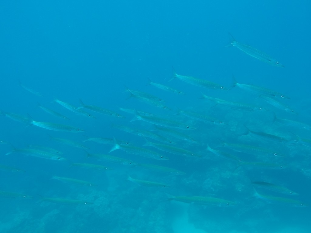 DCIM100GOPROGOPR4128.