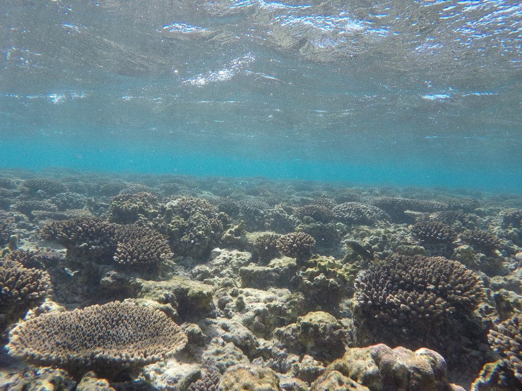 DCIM100GOPROGOPR4196.