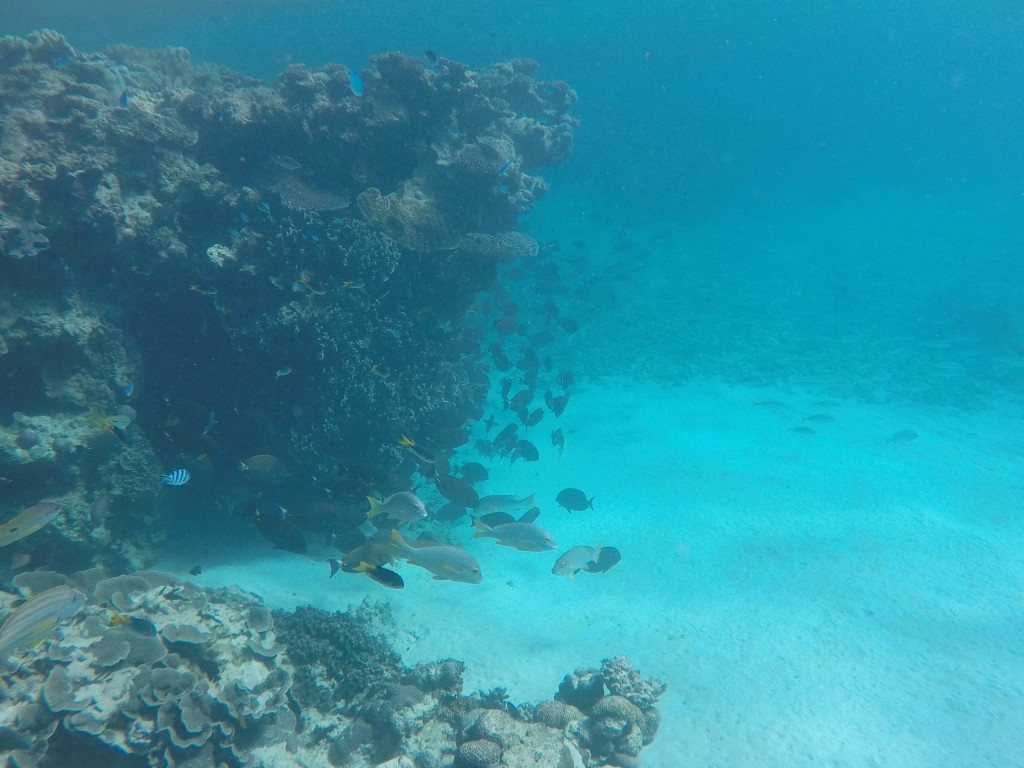 DCIM100GOPROGOPR4205.