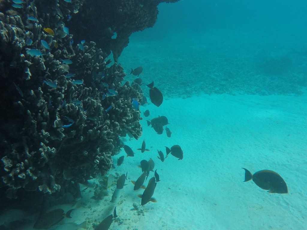 DCIM100GOPROGOPR4208.