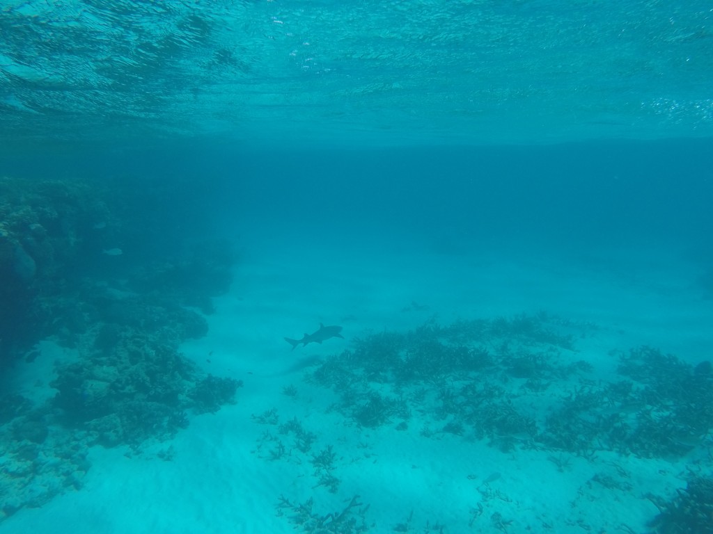 DCIM100GOPROGOPR4215.